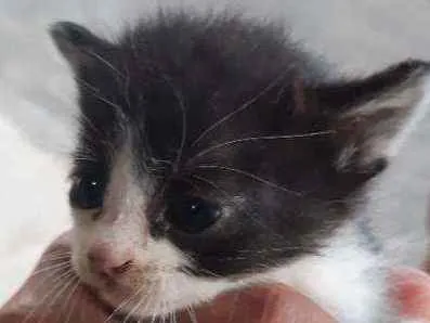 Gato Não definida  Pequeno Abaixo-de-2-meses