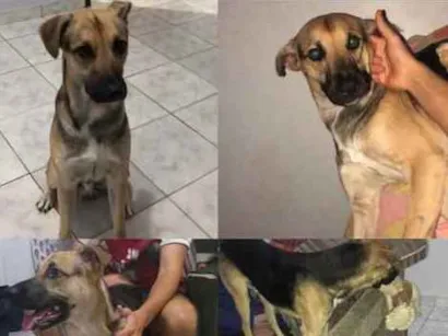 Cao Vira Lata  Medio 1-ano