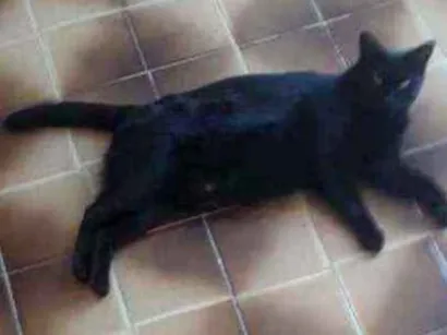 Gato  Grande  
