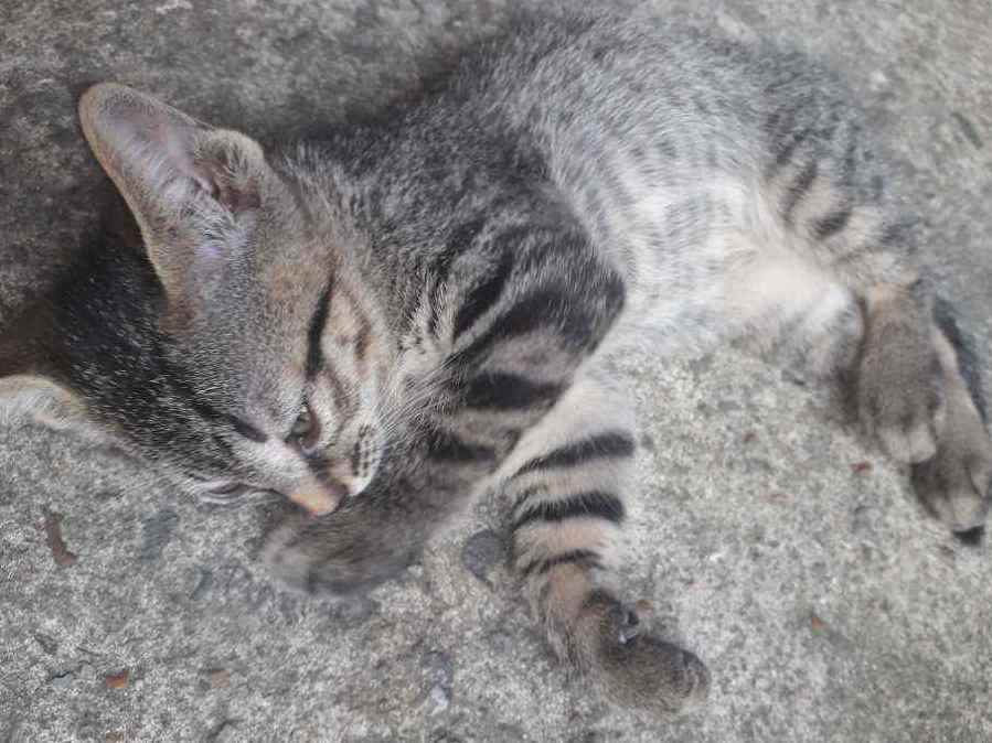 Gato Raça desconhecida Pequeno 2-a-6-meses