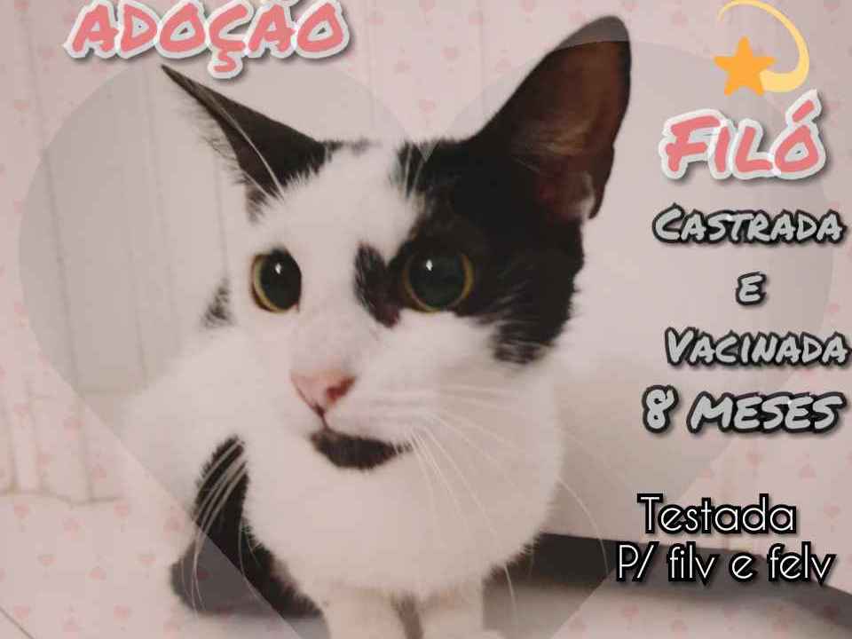Adoção de Gato Rio de Janeiro/RJ | Filó | 7 a 11 meses | Raça SRD-ViraLata | tamanho Pequeno