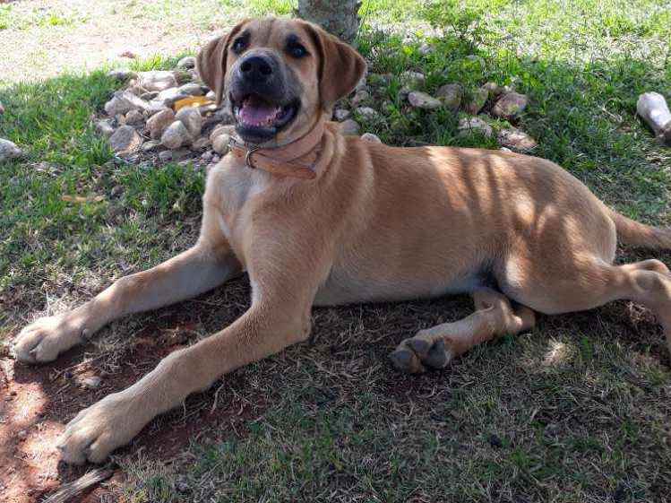 Adoção de Cachorro Jaguaruna/SC | Flock | 2 a 6 meses | Raça Indefinida | tamanho Médio
