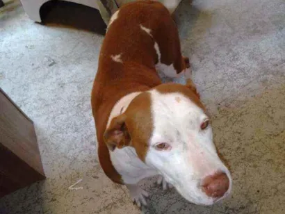 Cao Pitbull Grande 4-anos