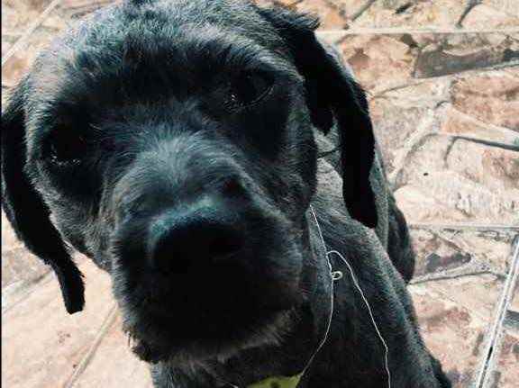 Adoção de Cachorro São Paulo/SP | Bob | 2 anos | Raça vira latas | tamanho Médio