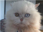 Gato Persa Pequeno 7-a-11-meses