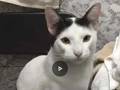 Gato Sem raça Medio 1-ano