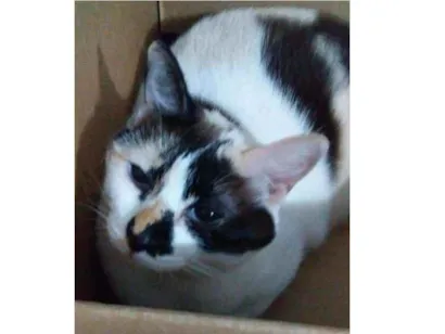 Gato Pintadinha Medio 4-anos