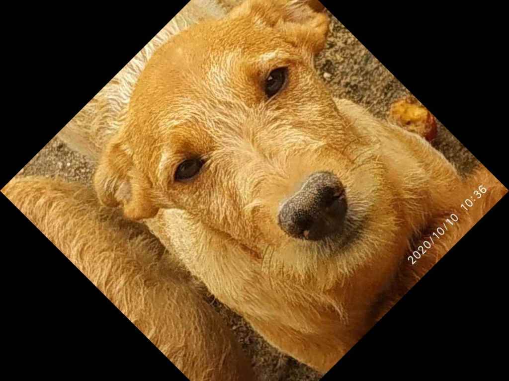 Adoção de Cachorro Arraial do Cabo/RJ | Não tem nome ainda | 2 a 6 meses | Raça Mistura com pooduo | tamanho Médio