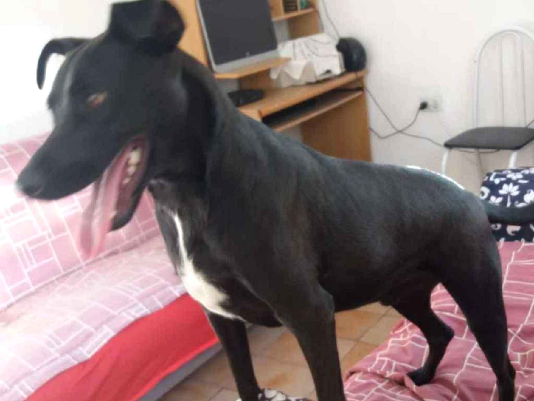 Adoção de Cachorro São Paulo/SP | lady | 2 anos | Raça srd | tamanho Médio