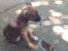 Cachorro tamanho Medio Ambos 2-a-6-meses para adoção