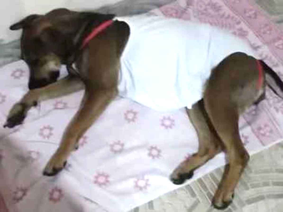 Adoção de Cachorro Mogi Guaçu/SP | Yelow  | 2 anos | Raça SRD | tamanho Médio