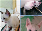 Gato Siamês Pequeno 2-a-6-meses