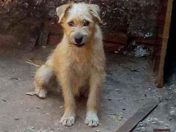 Adoção de Cachorro Bauru/SP | Lyppi | 2 a 6 meses | Raça Labrador com poodle | tamanho Pequeno