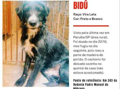 Cao SrD Grande 4-anos
