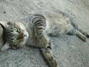 Gato SRD-ViraLata Grande 3-anos