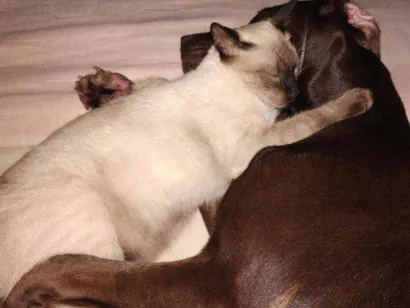 Gato Siames Medio 2-anos