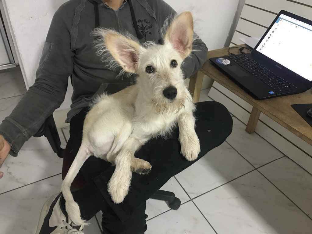 Adoção de Cachorro São Paulo/SP | Bebezinhos | Filhote | Raça vira latas | tamanho Médio