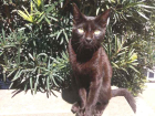Gato Gato preto comum Pequeno 7-a-11-meses