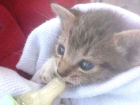 Gato Cinza Pequeno Abaixo-de-2-meses