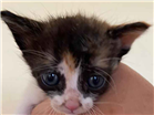 Gato Indefinida Pequeno Abaixo-de-2-meses