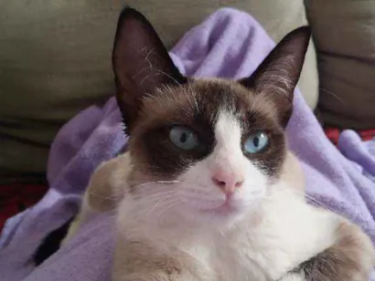 Gato Mestiça - siamesa predominante Medio 1-ano