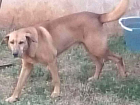 Cachorro tamanho Grande Macho 6-anos-Acima para adoção