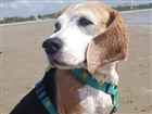 Cao beagle Medio 6-anos-Acima