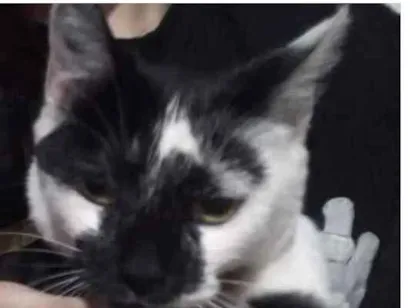 Gato SRD Medio 1-ano
