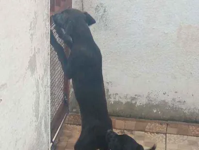 Cao SRD Medio  