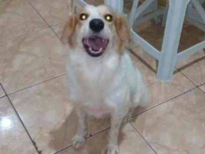 Cao Boder Collie Medio 6-anos-Acima