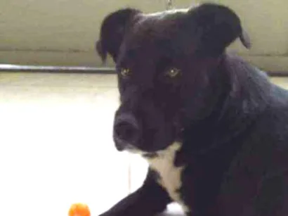 Cao Ele é misturado com labrador Grande 4-anos