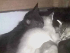 Animal encontrado Gato tamanho Pequeno Ambos Abaixo-de-2-meses