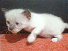 Gato Gatinhos sem raça Pequeno Abaixo-de-2-meses