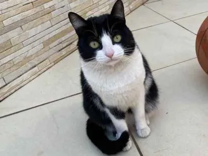 Gato Frajola Medio 1-ano