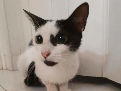 Gato SRD Pequeno 2-a-6-meses