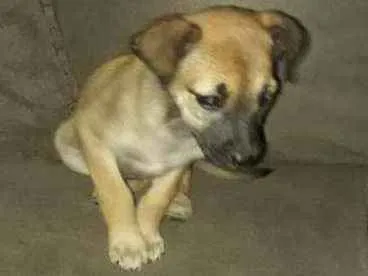Cao Vira lata Medio 2-a-6-meses