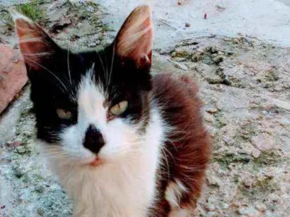 Gato Angorá Medio 3-anos
