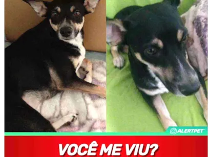 Cao Vira lata  Medio 2-anos