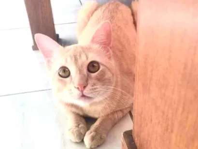 Gato  Medio  