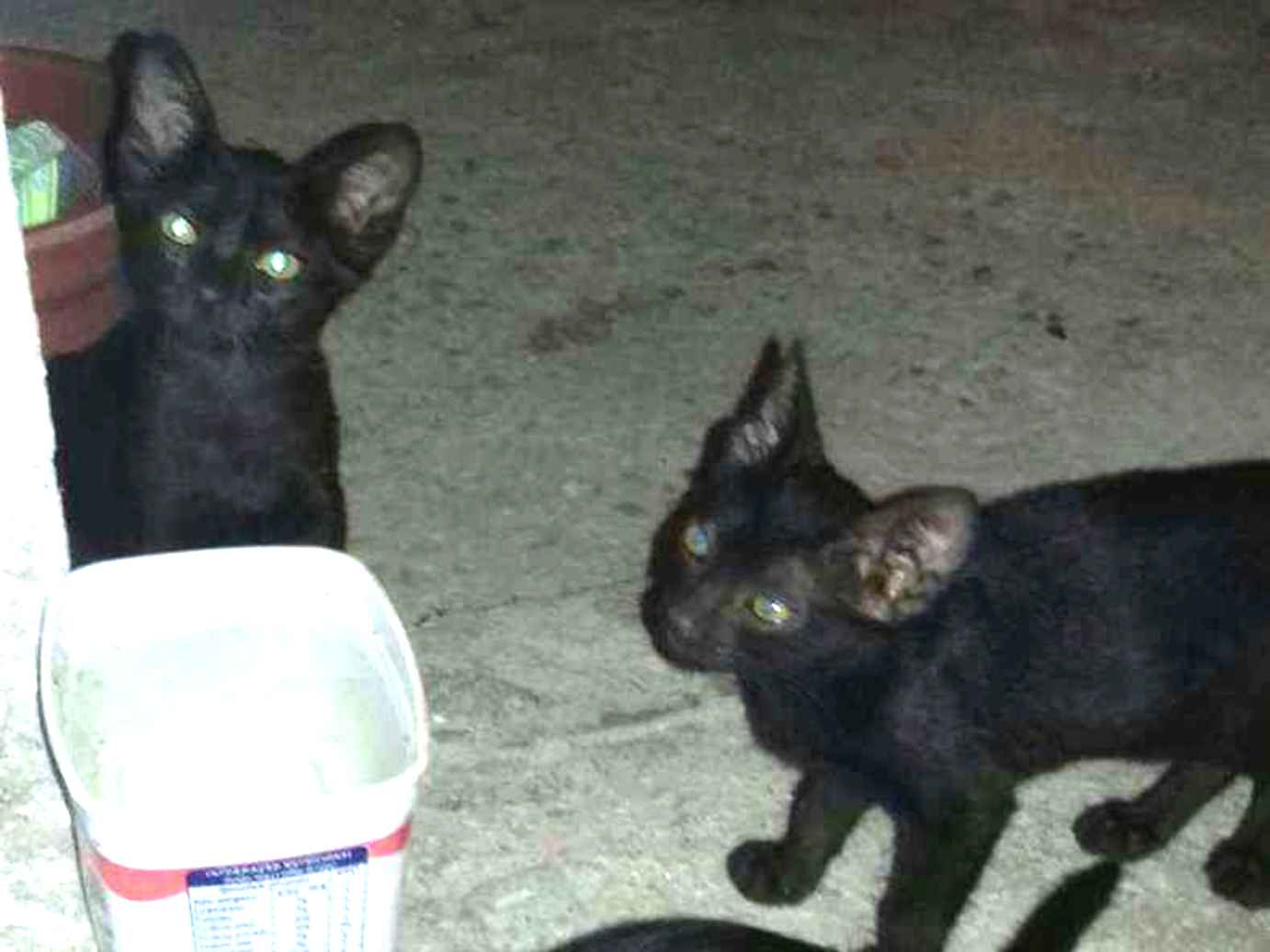 Adoção de Gato Quatro Barras/PR | Black | 2 a 6 meses | Raça  | tamanho Pequeno