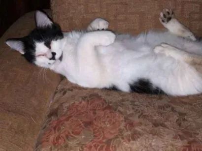 Gato SRD Pequeno 1-ano