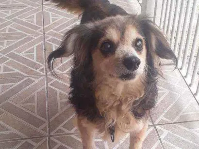 Cao Vira lata Pequeno 6-anos-Acima