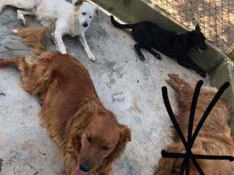 Cachorros e gatos de Daniela de Angeli  (1) em SP - Valinhos