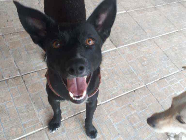 Adoção de Cachorro São Paulo/SP | Juanito | 1 ano | Raça SRD | tamanho Pequeno