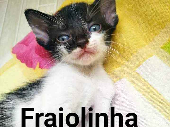 Adoção de Gato São Paulo/SP | Pandinha, tigresa, p | Filhote | Raça Vira lata  | tamanho Pequeno