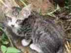 Gato Sem raça  Pequeno Abaixo-de-2-meses