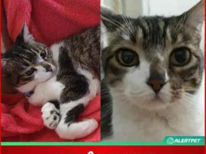 Gato Srd Pequeno 6-anos-Acima