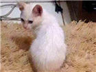 Gato Viralara Pequeno 2-a-6-meses