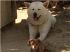 Cachorro tamanho Grande Macho 5-anos para adoção