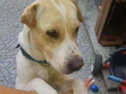 Cao Sharpei com pitbull  Medio 2-anos
